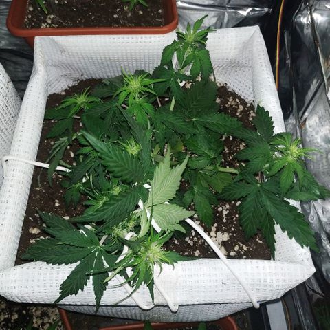 North growlog timeline photo