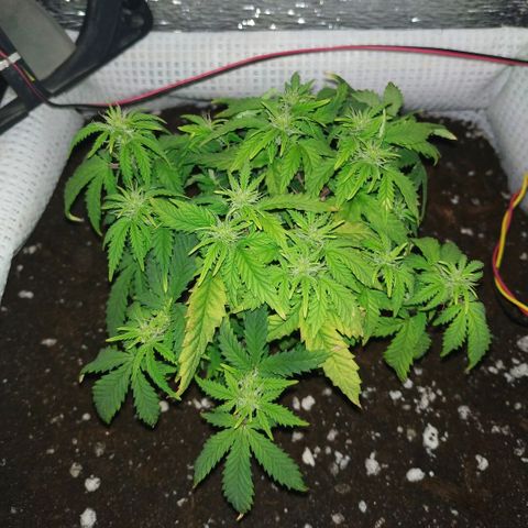 WW growlog timeline photo