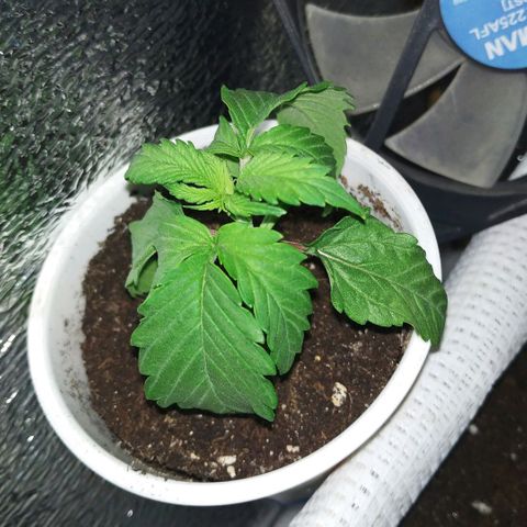 BW growlog timeline photo