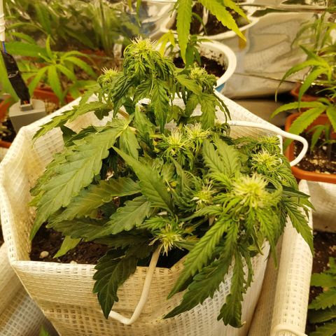 OG Kush Auto growlog timeline photo