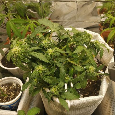 OG Kush Auto growlog timeline photo