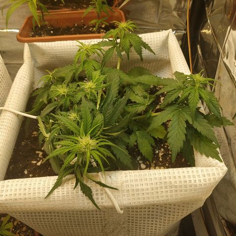 North growlog timeline photo