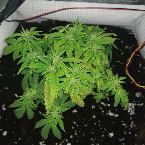 WW growlog timeline photo