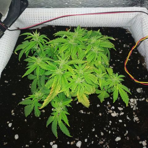 WW growlog timeline photo