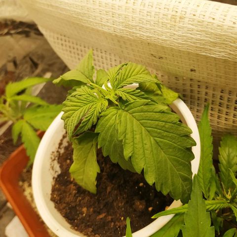 BW growlog timeline photo