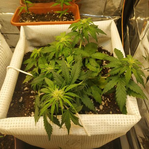 North growlog timeline photo