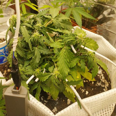 OG Kush Auto growlog timeline photo