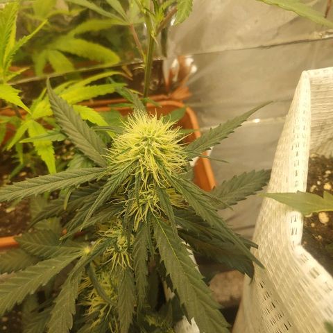 AK 49 #2 growlog timeline photo