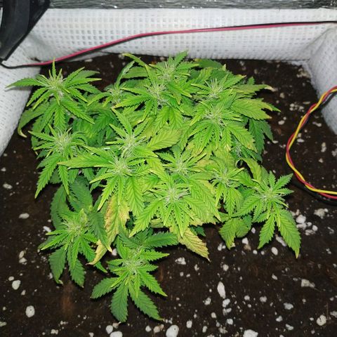 WW growlog timeline photo