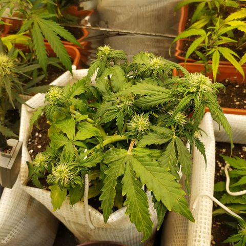 OG Kush Auto growlog timeline photo