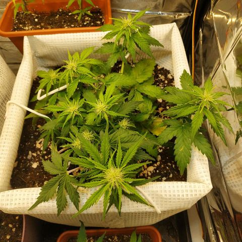 North growlog timeline photo