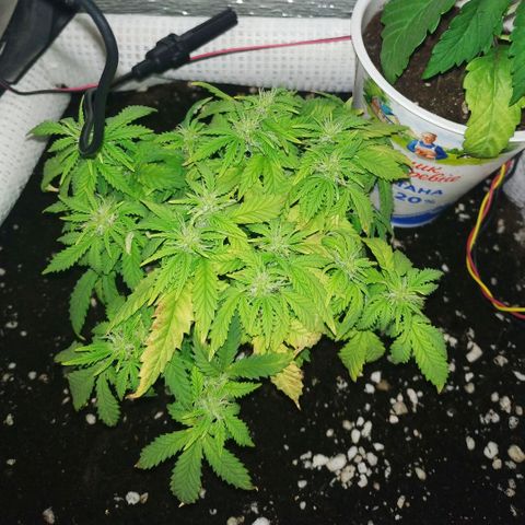 WW growlog timeline photo