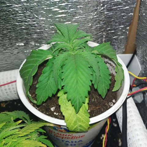BW growlog timeline photo