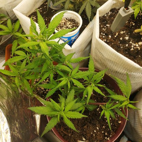 Lemon Haze Clone 1 growlog timeline photo