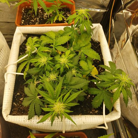North growlog timeline photo