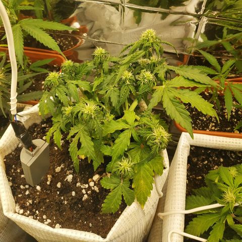 OG Kush Auto growlog timeline photo