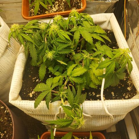 North growlog timeline photo