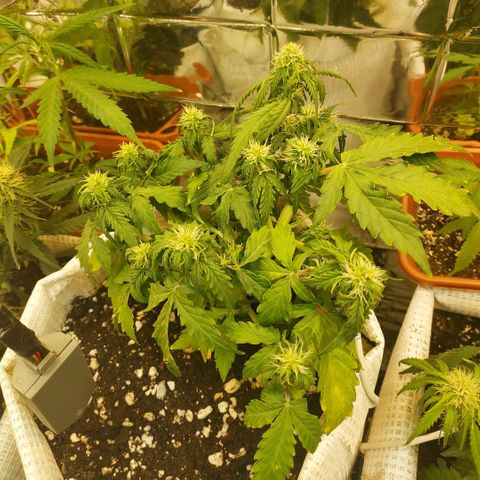 OG Kush Auto growlog timeline photo