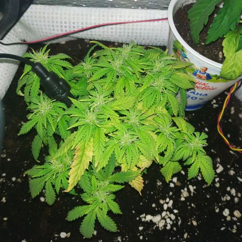 WW growlog timeline photo