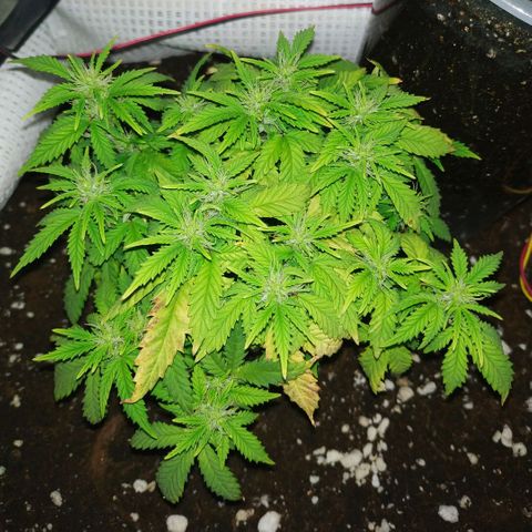 WW growlog timeline photo