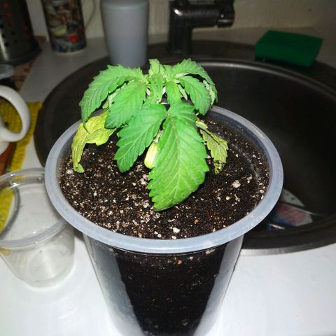 BW growlog timeline photo