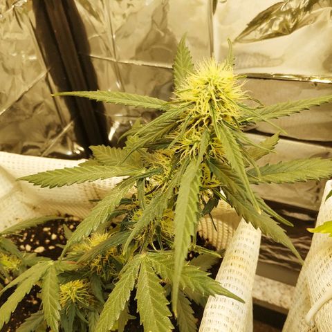AK 49 #2 growlog timeline photo