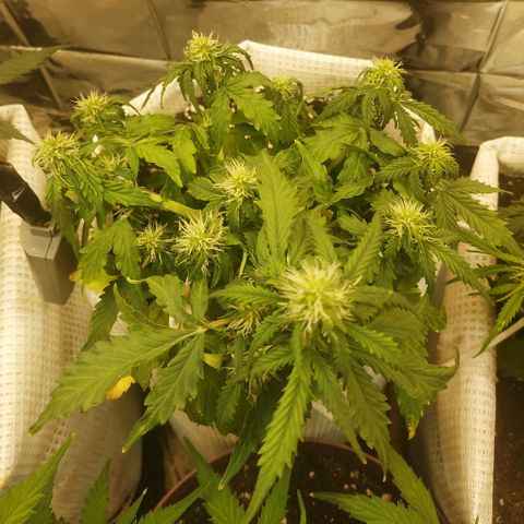 OG Kush Auto growlog timeline photo