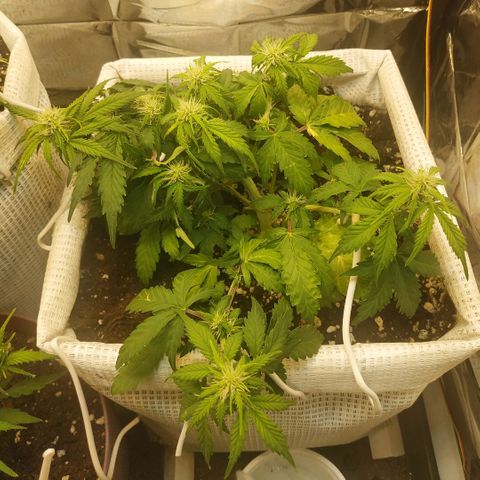 North growlog timeline photo