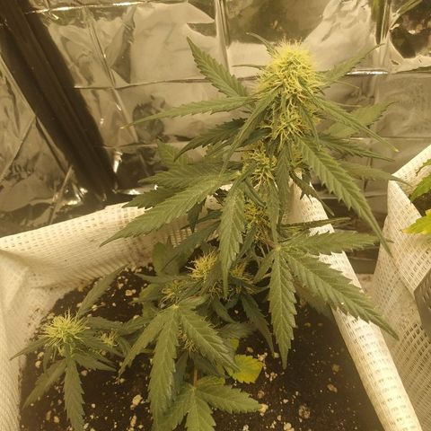 AK 49 #2 growlog timeline photo