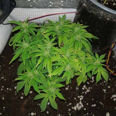 WW growlog timeline photo