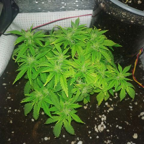 WW growlog timeline photo