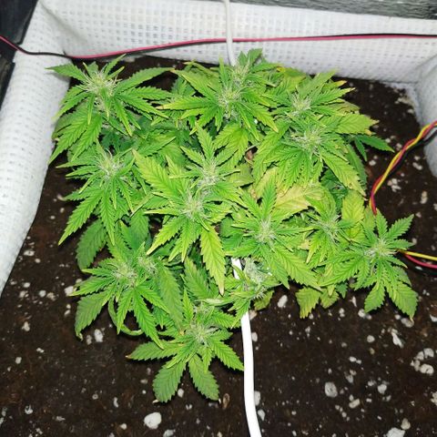 WW growlog timeline photo