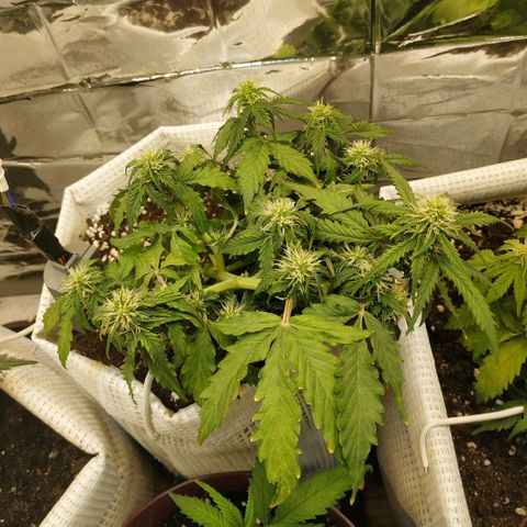 OG Kush Auto growlog timeline photo