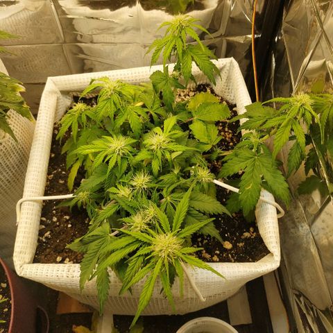 North growlog timeline photo