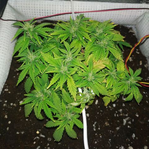 WW growlog timeline photo