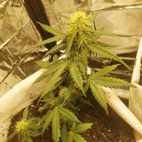 AK 49 #2 growlog timeline photo