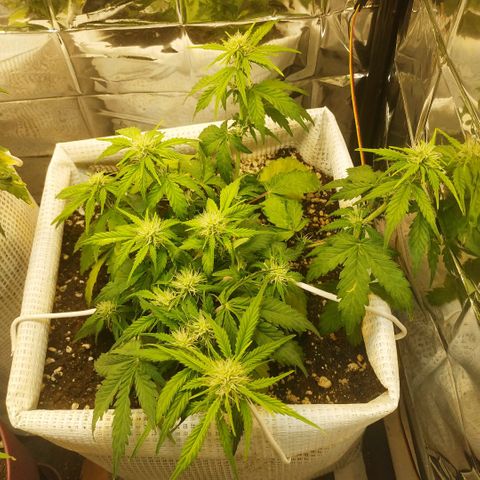 North growlog timeline photo