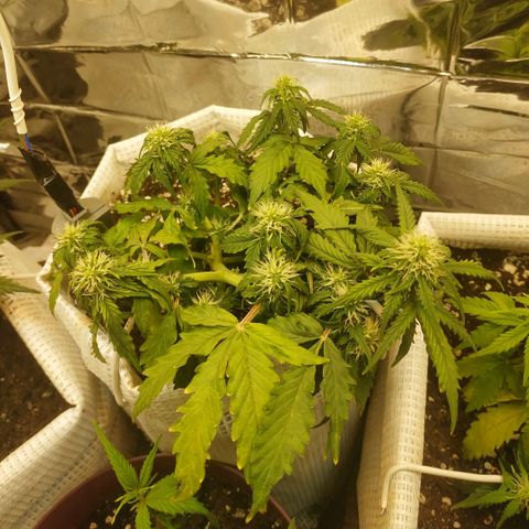 OG Kush Auto growlog timeline photo