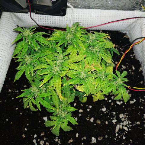 WW growlog timeline photo