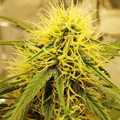 AK 49 #2 growlog timeline photo