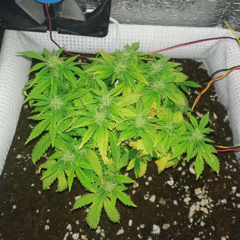 WW growlog timeline photo