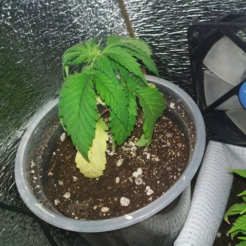 BW growlog timeline photo