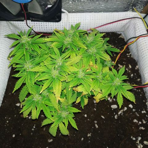 WW growlog timeline photo