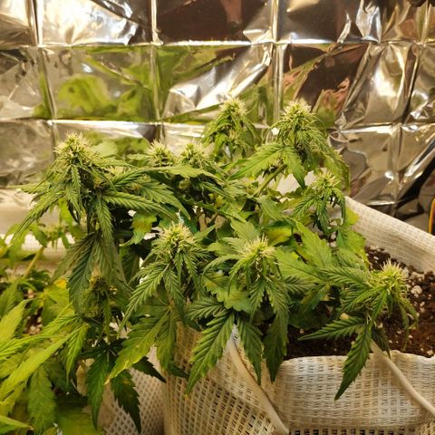 OG Kush Auto growlog timeline photo