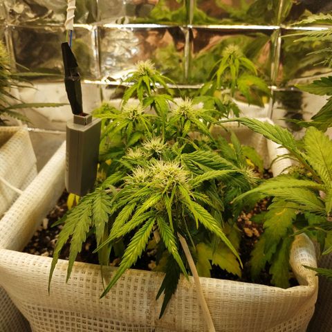 North growlog timeline photo