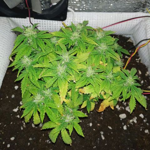 WW growlog timeline photo