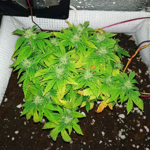 WW growlog timeline photo