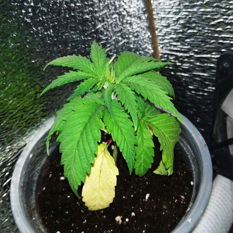 BW growlog timeline photo