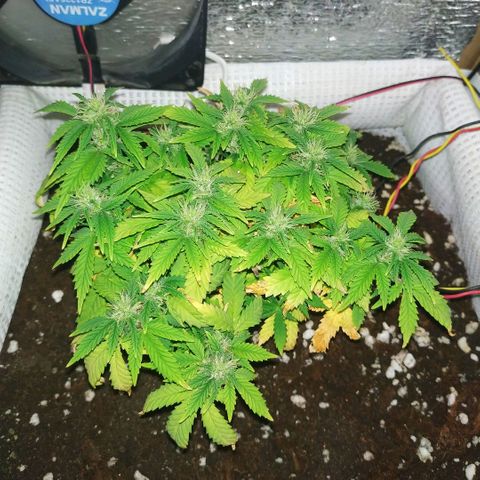 WW growlog timeline photo