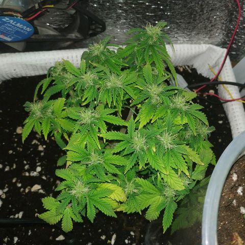 WW growlog timeline photo